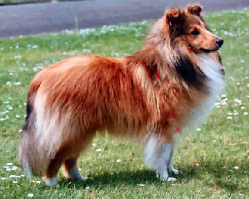 Degallo shelties best sale